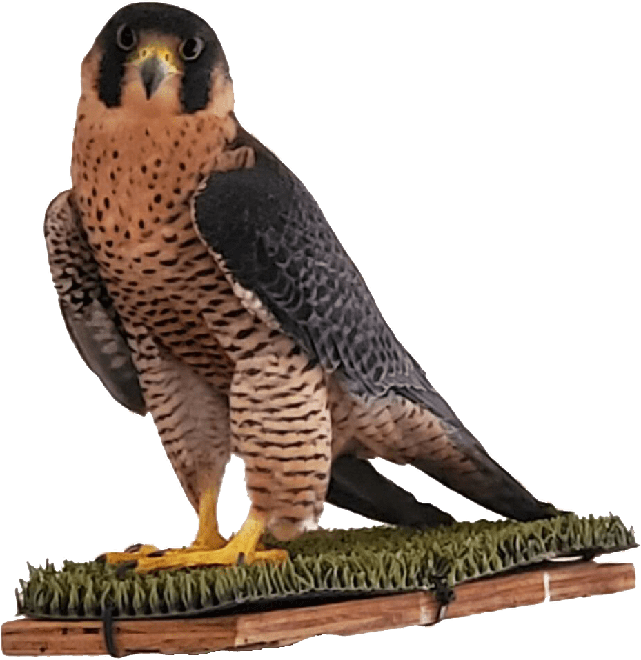Kestral Falcon