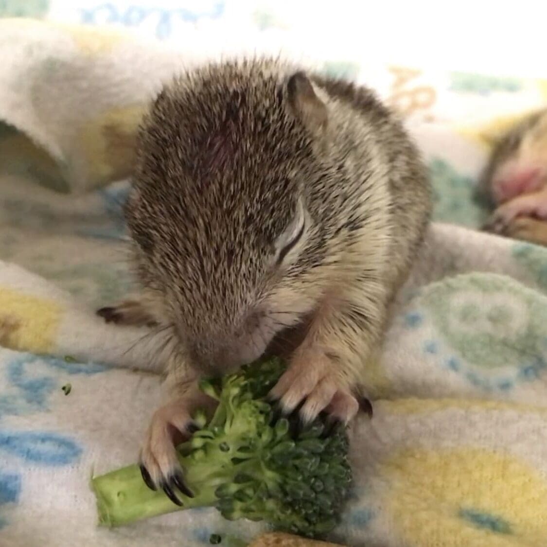 Patient with eyes still closed nibbles on brocolli 